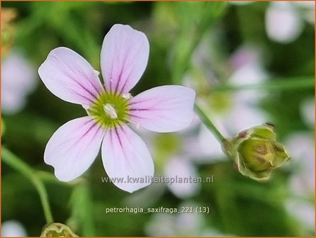 Petrorhagia saxifraga | Mantelanjer | Nelkenk&ouml;pfchen