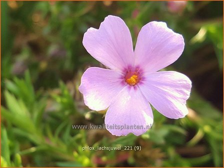 Phlox &amp;#39;Lachsjuwel&amp;#39; | Kruipphlox, Vlambloem, Flox, Floks | Polsterphlox