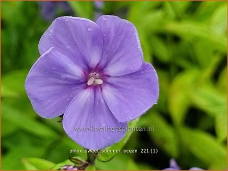 Phlox &amp;#39;Sweet Summer Ocean&amp;#39; | Hoge vlambloem, Vlambloem, Flox, Floks | Hohe Flammenblume