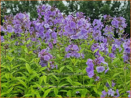 Phlox &amp;#39;Sweet Summer Ocean&amp;#39; | Hoge vlambloem, Vlambloem, Flox, Floks | Hohe Flammenblume