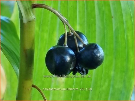 Polygonatum multiflorum | Veelbloemige salomonszegel, Salomonszegel | Vielbl&uuml;tige Wei&szlig;wurz