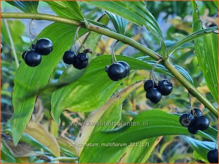 Polygonatum multiflorum | Veelbloemige salomonszegel, Salomonszegel | Vielbl&uuml;tige Wei&szlig;wurz