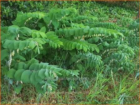 Polygonatum multiflorum | Veelbloemige salomonszegel, Salomonszegel | Vielbl&uuml;tige Wei&szlig;wurz