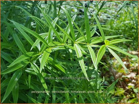 Polygonatum verticillatum &amp;#39;Himalayan Giant&amp;#39; | Kranssalomonszegel, Salomonszegel | Quirlbl&auml;ttrige Wei&szlig;wurz