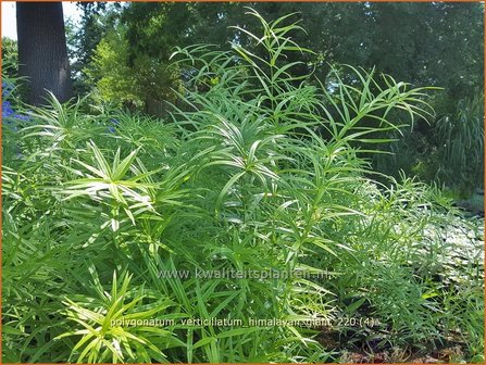 Polygonatum verticillatum &amp;#39;Himalayan Giant&amp;#39; | Kranssalomonszegel, Salomonszegel | Quirlbl&auml;ttrige Wei&szlig;wurz