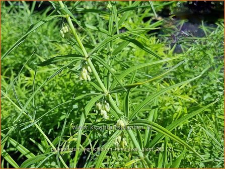 Polygonatum verticillatum &amp;#39;Himalayan Giant&amp;#39; | Kranssalomonszegel, Salomonszegel | Quirlbl&auml;ttrige Wei&szlig;wurz