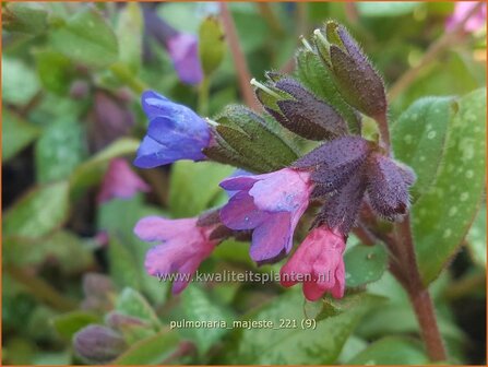 Pulmonaria &amp;#39;Majest&eacute;&amp;#39; | Longkruid | Lungenkraut