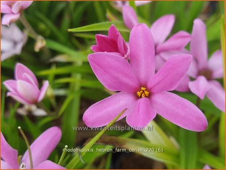 Rhodohypoxis &amp;#39;Hebron Farm Cerise&amp;#39; | Roodsterretje, Sterretjesgras | Grasstern