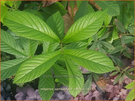 Rodgersia sambucifolia &#039;Rothaut&#039; | Schout-bij-nacht, Kijkblad | Holunderbl&auml;ttriges Schaublatt