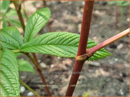 Rodgersia sambucifolia &#039;Rothaut&#039; | Schout-bij-nacht, Kijkblad | Holunderbl&auml;ttriges Schaublatt