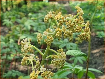 Rodgersia sambucifolia &#039;Rothaut&#039; | Schout-bij-nacht, Kijkblad | Holunderbl&auml;ttriges Schaublatt