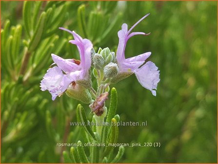 Rosmarinus officinalis &amp;#39;Majorcan Pink&amp;#39; | Rozemarijn | Rosmarin