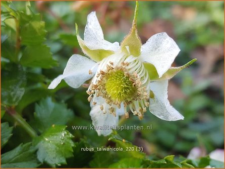 Rubus taiwanicola | Taiwanese framboos, Framboos | Taiwanesische Himbeere