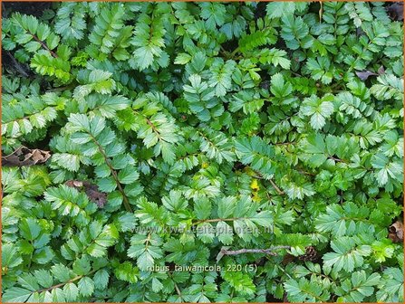 Rubus taiwanicola | Taiwanese framboos, Framboos | Taiwanesische Himbeere