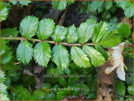 Rubus taiwanicola | Taiwanese framboos, Framboos | Taiwanesische Himbeere