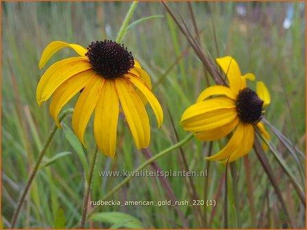 Rudbeckia &amp;#39;American Gold Rush&amp;#39; | Zonnehoed | Sonnenhut