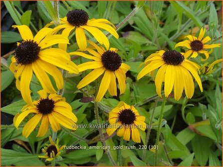 Rudbeckia &amp;#39;American Gold Rush&amp;#39; | Zonnehoed | Sonnenhut