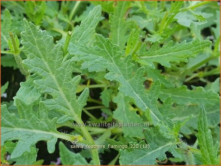 Salvia &amp;#39;Feathers Flamingo&amp;#39; | Salie, Salvia | Salbei