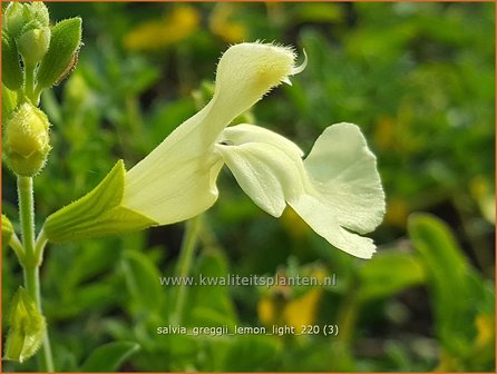 Salvia greggii &amp;#39;Lemon Light&amp;#39; | Herfstsalie, Salie, Salvia | Herbst-Strauch-Salbei