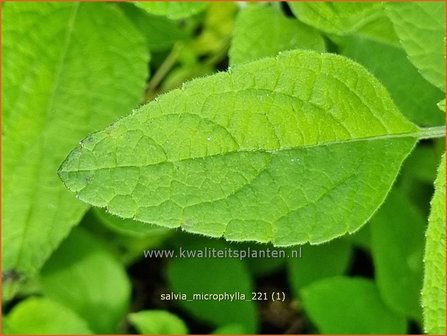 Salvia microphylla | Salie, Salvia | Johannisbeersalbei