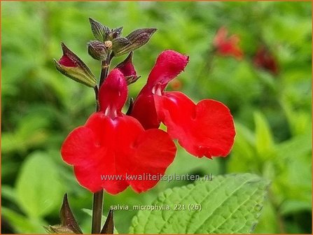 Salvia microphylla | Salie, Salvia | Johannisbeersalbei