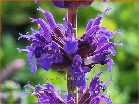 Salvia nemorosa &amp;#39;Sensation Medium Deep Blue&amp;#39; | Bossalie, Salie, Salvia | Steppensalbei