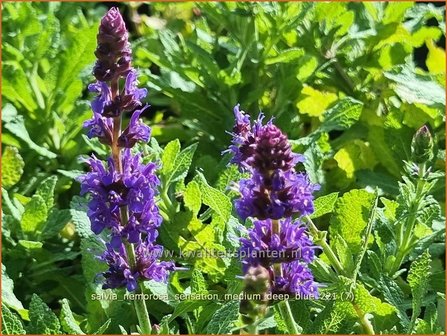 Salvia nemorosa &amp;#39;Sensation Medium Deep Blue&amp;#39; | Bossalie, Salie, Salvia | Steppensalbei