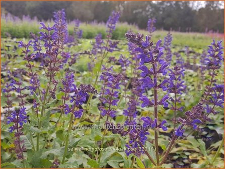 Salvia nemorosa &#039;Viola Klose&#039; | Bossalie, Salie, Salvia | Steppensalbei