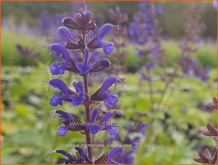 Salvia nemorosa &#039;Viola Klose&#039; | Bossalie, Salie, Salvia | Steppensalbei