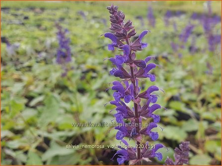 Salvia nemorosa &#039;Viola Klose&#039; | Bossalie, Salie, Salvia | Steppensalbei