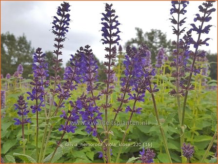 Salvia nemorosa &#039;Viola Klose&#039; | Bossalie, Salie, Salvia | Steppensalbei