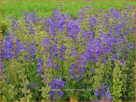 Salvia pratensis &amp;#39;Midnight Model&amp;#39; | Veldsalie, Salie, Salvia | Wiesen-Salbei