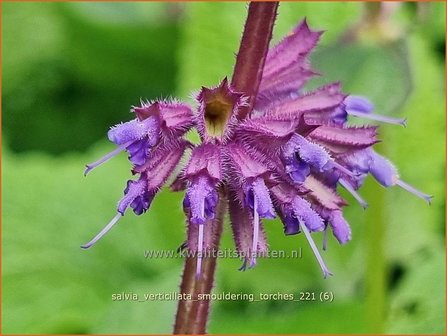 Salvia verticillata &amp;#39;Smouldering Torches&amp;#39;