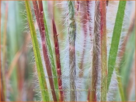 Schizachyrium scoparium &amp;#39;Ha Ha Tonka&amp;#39; | Klein prairiegras | Kleines Pr&auml;riegras