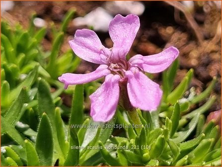 Silene acaulis &amp;#39;Floribunda&amp;#39; | Stengelloze silene, Lijmkruid | Kalk-Polsternelke