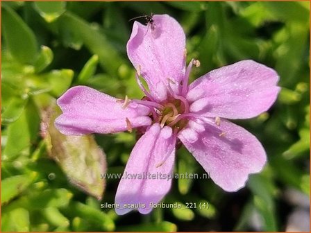 Silene acaulis &amp;#39;Floribunda&amp;#39; | Stengelloze silene, Lijmkruid | Kalk-Polsternelke