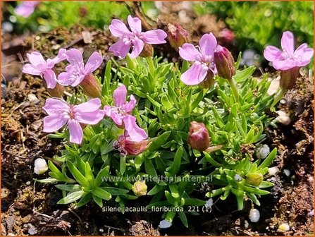 Silene acaulis &amp;#39;Floribunda&amp;#39; | Stengelloze silene, Lijmkruid | Kalk-Polsternelke