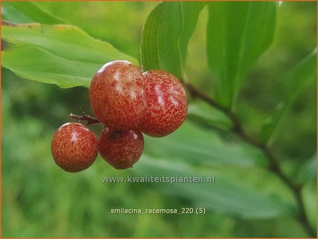 Smilacina racemosa | Valse salomonszegel, Troslelietje | Traubiges Duftsiegel