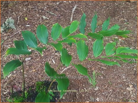 Smilacina racemosa | Valse salomonszegel, Troslelietje | Traubiges Duftsiegel