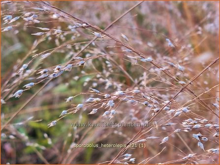 Sporobolus heterolepis | Prairiedropzaad, Parelgras | Pr&auml;rie-Tropfengras