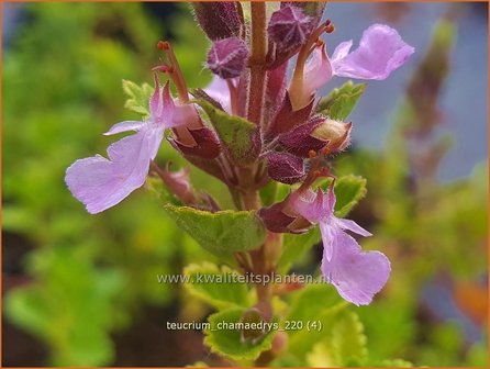 Teucrium chamaedrys | Echte gamander, Muurgamander, Gamander | Echter Gamander