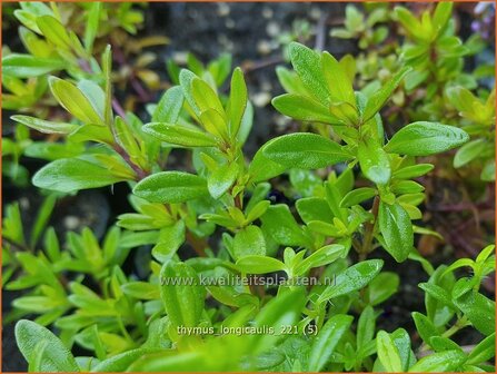 Thymus longicaulis | Tijm | Kaskaden-Thymian