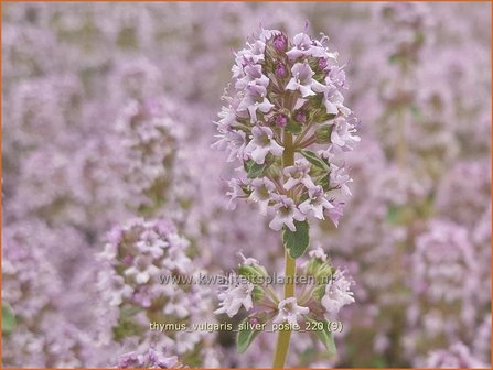 Thymus vulgaris &amp;#39;Silver Posie&amp;#39; | Echte tijm, Keukentijm, Gewone tijm, Tijm | Echter Thymian