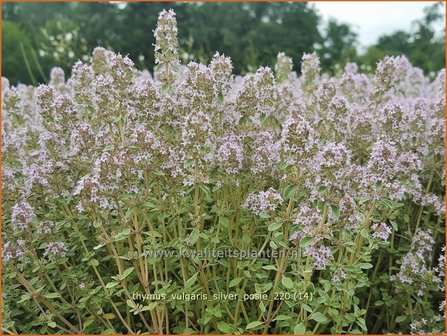 Thymus vulgaris &amp;#39;Silver Posie&amp;#39; | Echte tijm, Keukentijm, Gewone tijm, Tijm | Echter Thymian