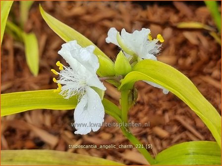 Tradescantia &amp;#39;Angelic Charm&amp;#39; | Eendagsbloem, Vaderplant, Matrozensla | Dreimasterblume