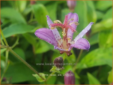 Tricyrtis &amp;#39;Taipei Silk&amp;#39; | Paddenlelie, Armeluisorchidee | Kr&ouml;tenlilie