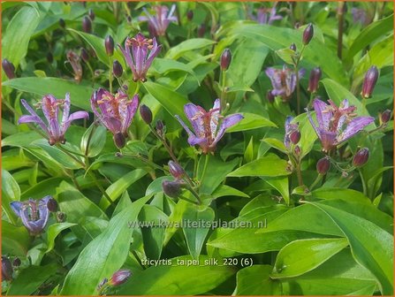 Tricyrtis &amp;#39;Taipei Silk&amp;#39; | Paddenlelie, Armeluisorchidee | Kr&ouml;tenlilie