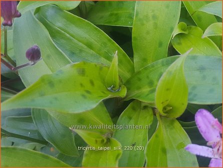 Tricyrtis &amp;#39;Taipei Silk&amp;#39; | Paddenlelie, Armeluisorchidee | Kr&ouml;tenlilie