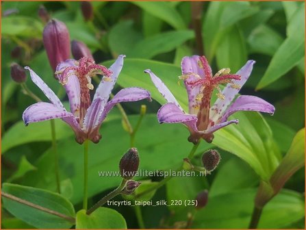 Tricyrtis &amp;#39;Taipei Silk&amp;#39; | Paddenlelie, Armeluisorchidee | Kr&ouml;tenlilie