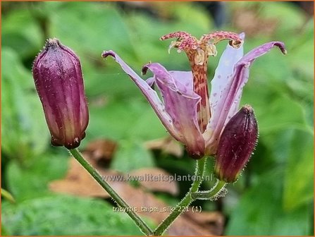 Tricyrtis &amp;#39;Taipei Silk&amp;#39; | Paddenlelie, Armeluisorchidee | Kr&ouml;tenlilie